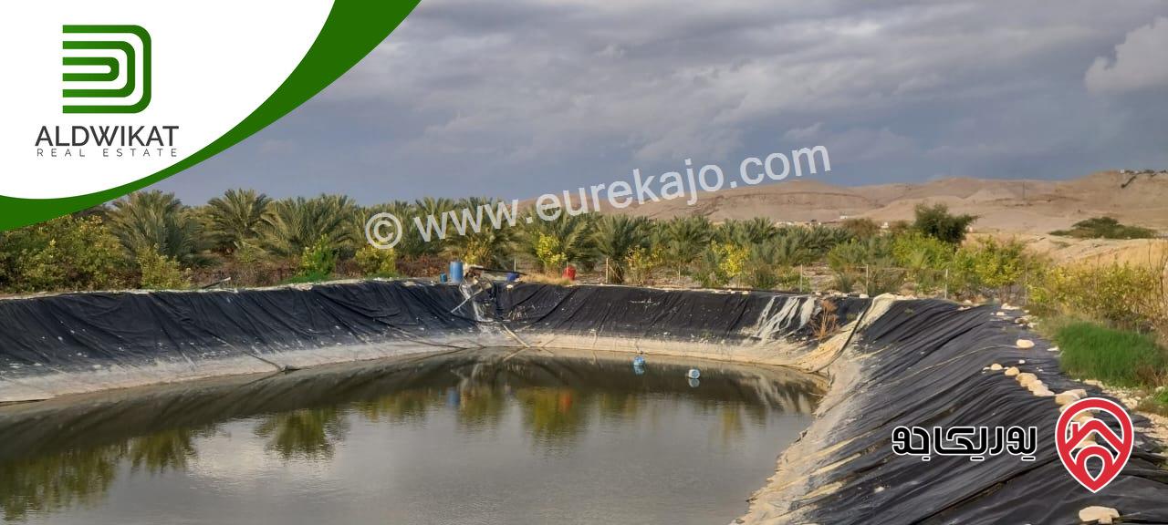 مزرعة نخيل للبيع في الغور الجنوبي / الكرامة مساحتها 56 دونم مزروعة تمر مجهول