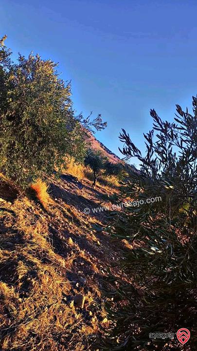 اراضي مساحة 450م / 500م للبيع في الزرقاء - بيرين نهاية شفا بدران