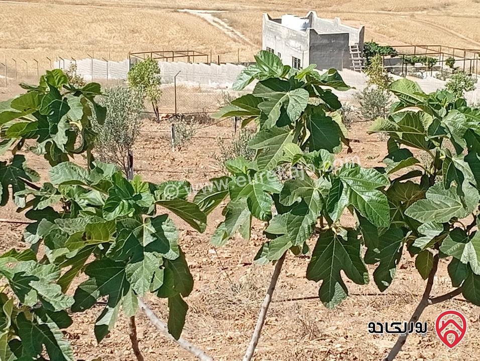 مزرعة مساحة الأرض 3 دونم و 400م بإطلالة للبيع في المفرق - بلعما