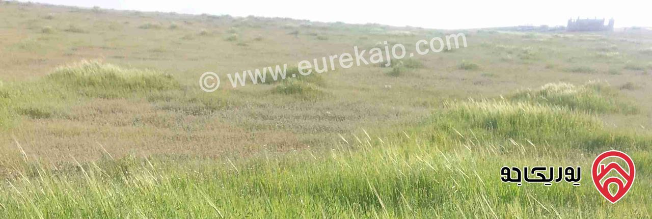 ارض مساحة 13 دونم و 500م للبيع في المفرق ام اللولو وبجانب خط التابلاين