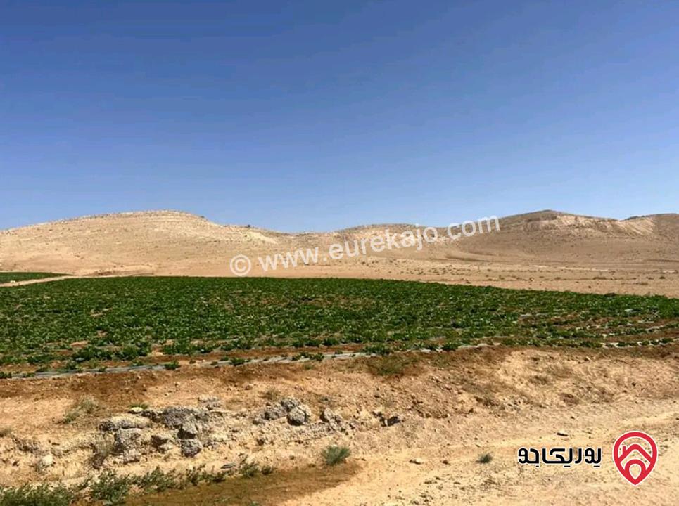أرض مساحة 21 دونم للبيع في المفرق - ثغرة الجب