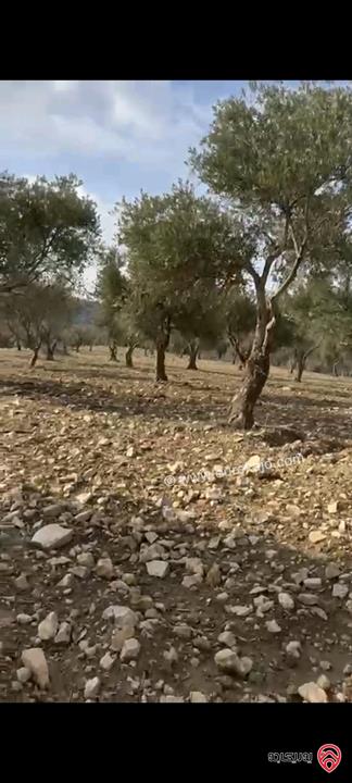 أراضي مساحة 3700م للبيع في عمان - ناعور حسبان مزروعة زيتون