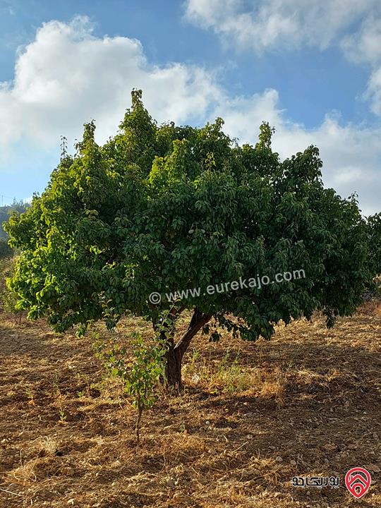 قطعة أرض مساحة 4 دونم و 661م للبيع في عجلون - عنجرة 