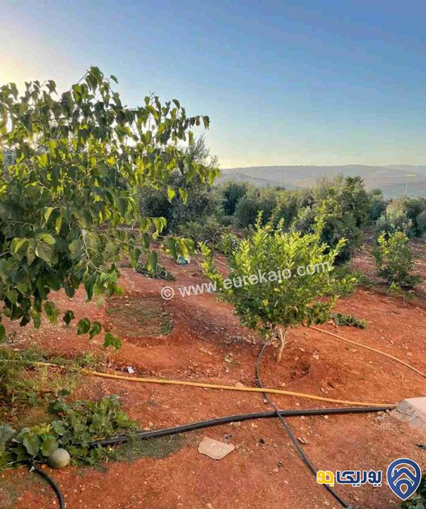 مزرعة في القنية اطلالة عاليه وخلابه مشجرة بالاشجار المثمرة بمساحة 6800م