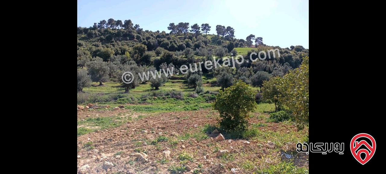 مزرعة مع نبعة مساحة 10 دونم و 800م للبيع في جرش - الكتة
