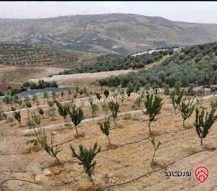 مزرعة كرز سقي مساحة 3 دونمات للبيع في جرش