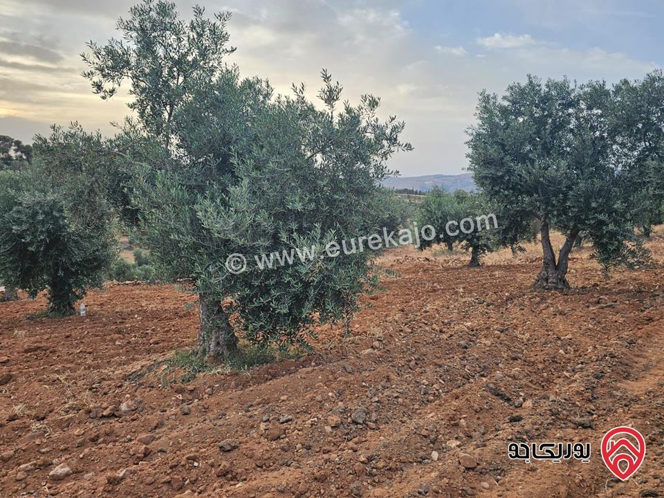 قطعة أرض مساحة 4250م للبيع في السلط - الصبيحي قرية سيحان