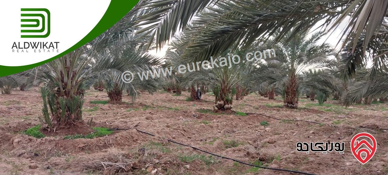 مزرعة نخيل للبيع في الغور الجنوبي / الكرامة مساحتها 56 دونم مزروعة تمر مجهول