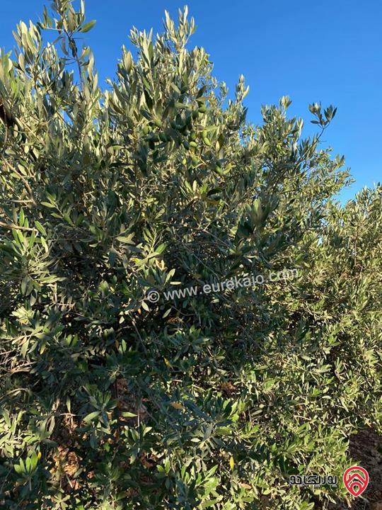 مزرعة مساحة الأرض 4 دونم و 398م والبناء 230م للبيع في جرش - قفقفا