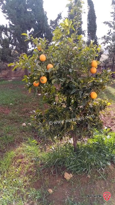 مزرعة مساحة الأرض 4 دونم و 500م والبناء 100م للبيع في الزرقاء - منطقة بيرين 