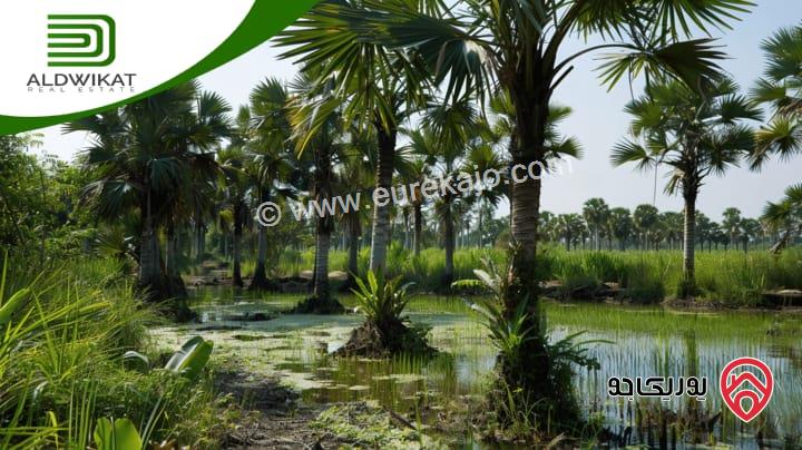 ارض زراعية مساحتها 31 دونم تصلح لزراعة النخيل للبيع في غور الرامة / البحر الميت