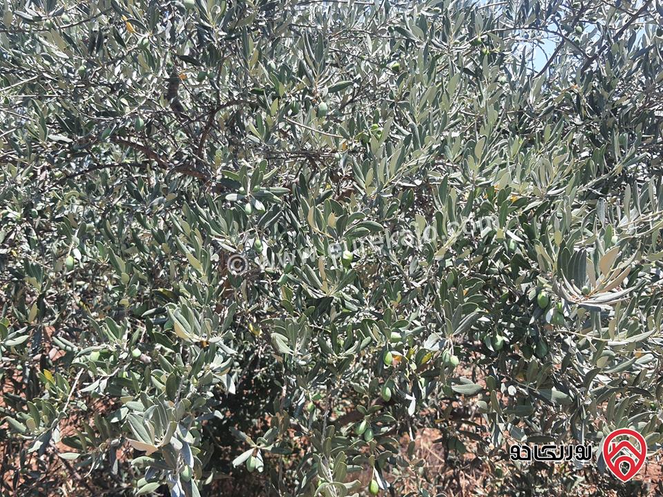 مزرعة زيتون بلدي مساحة 40 دونم للبيع في اربد - برشتا