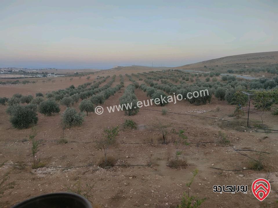 منزل مساحة 140م على أرض 5 دونم للبيع في المفرق قضاء رحاب 